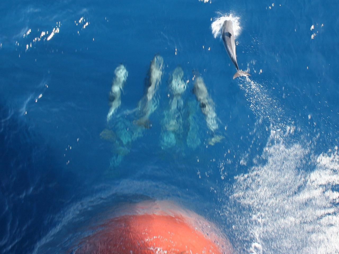 Delfine hüpfen lustig am Bug
